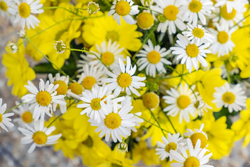 Fototapeta premium Common daisies and chrysanthemum flowers