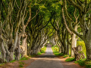 The Dark Hedges of Stranocum in Northern Ireland - travel photography