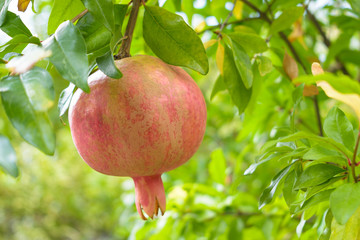 Ripe Pomegranate fruit hanging on tree branch
