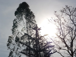 arboles y el sol