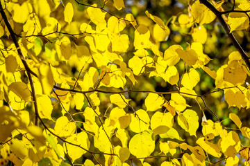 Yellow leaves of linden leaves in sunny weather_