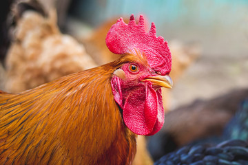 Brown cock close-up on a farm among chickens_