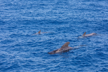 Fototapeta premium Group of pilot whales in atlantic ocean tenerife canary islands whale