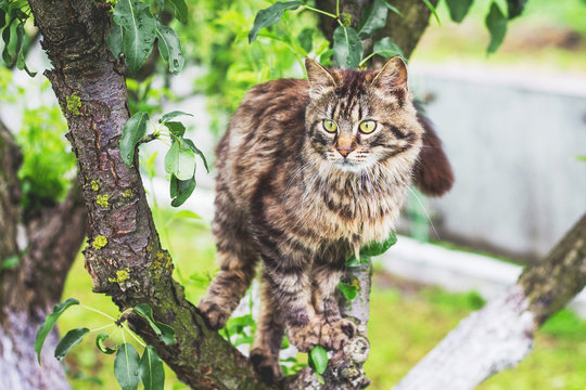 Fluffy striped cat on a tree . The cat climbs the tree_