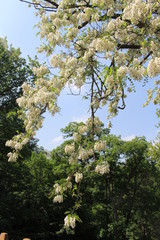 tree in spring