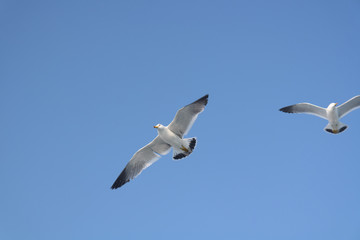 자유로운 바다갈매기