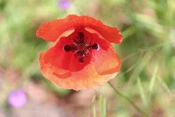 Blick in eine rote Mohnblüte