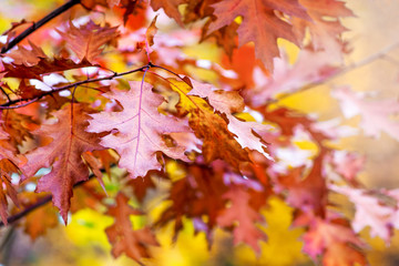 Naklejka na ściany i meble Autumn leaves of red oak in the autumn forest_