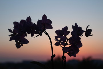 silhouette of a flower on the sky