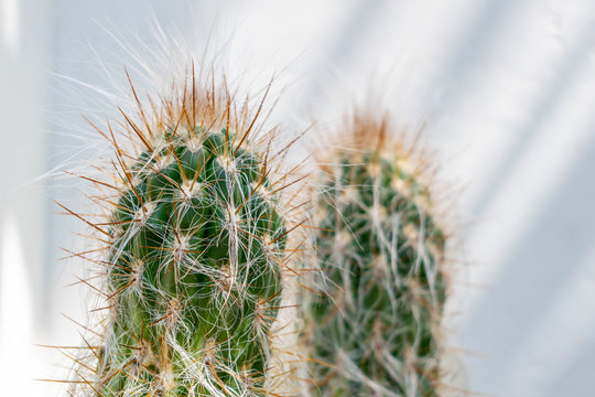 Espostoa lanata (Peruvian Old Man Cactus)