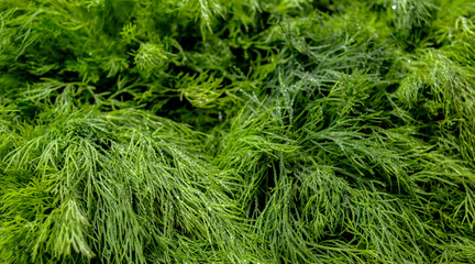 organic natural fresh green dill close up