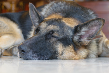 German shepherd dog sitting low with ears up sleeping