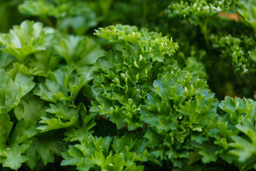 closeup background of green leaves of parsley