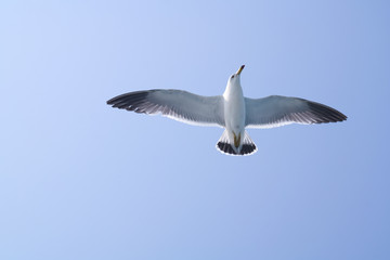 자유로운 갈매기