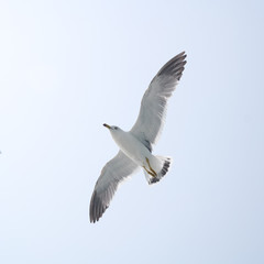 자유로운 갈매기