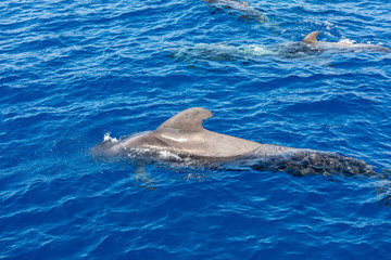 Obraz premium Group of pilot whales in atlantic ocean tenerife canary islands whale