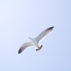 자유로운 갈매기