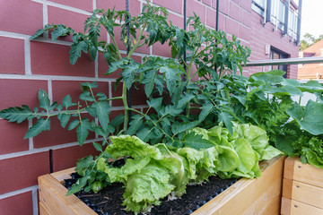 balcony garden with lettuce, tomato and other plants in big raised beds in front of a red brick stone house wall - stands for urban gardening and self sufficiency lifestyle trend