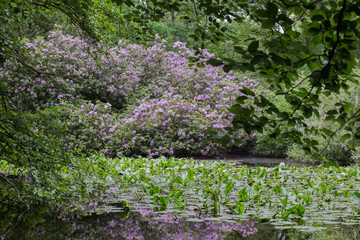 Green forest by the lake in reflection in the water beauty in nature and purple flowers