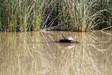Turtle in a marsh at Bosque del Apache National Wildlife Refuge