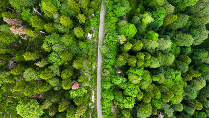 Aerial photography. Top view of the road in the green forest.