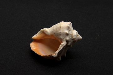 sea shell on black background