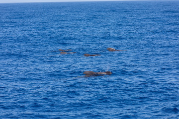 Fototapeta premium Group of pilot whales in atlantic ocean tenerife canary islands whale