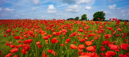 Getreidefeld mit Mohnblumen