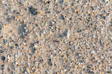 Sea Shells Fragments on Sand