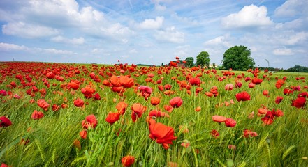 Getreidefeld mit Mohnblumen