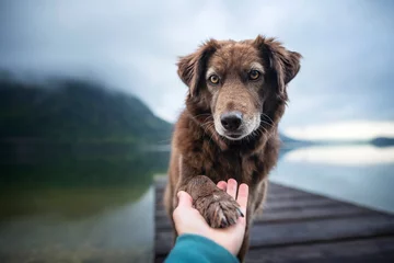 Rolgordijnen Dog gives human paw. Friendship between man and dog. © Anne