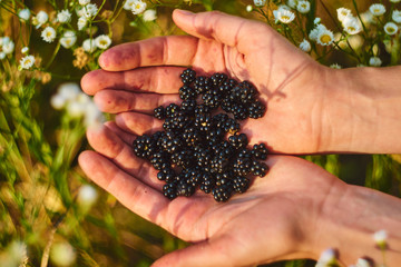 Person holding blackberries in hands
