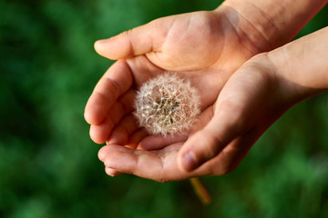 A small child carefully holds a white fluffy dandelion in his cupped hands in evening rays sun. Dandelion in the hand of a child close-up 