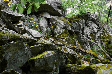 Mossy undergrowth in mountain forest. Forest as a background. Natural summer forest landscape.