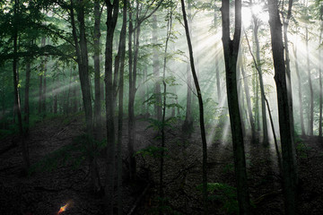 Fototapeta premium Green forest with shining sun rays