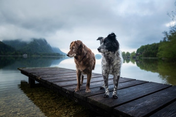Dog at a beautiful wooden bridge. Dog at the lake. Foggy mood between moutains. © Anne
