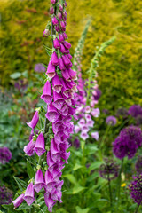 Obraz premium Purple foxglove in the cottage border