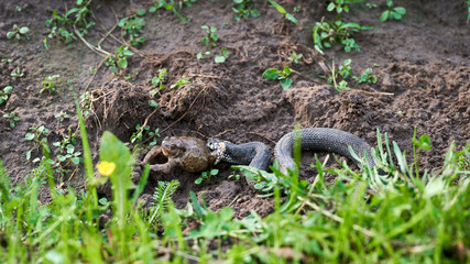 The snake caught a large toad. Snake hunt.