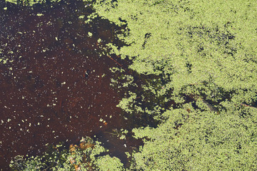 Plants on the surface of the lake close-up. Green carpet.