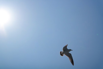 자유로운 갈매기