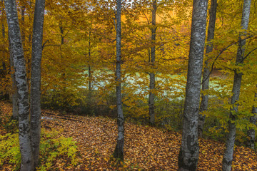 Obraz premium autumn in the forest and trees 