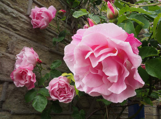 large pink roses in bloom and budding covered in raindrops climbing up a stone wall in a garden