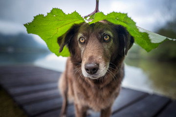 Dogs with natural cap. Funny dog photo. Mixed breed dogs in beautiful landscapes. © Anne