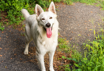 White Swiss Shepherd dog standing in the park.