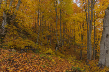 autumn in the forest and leaf nature