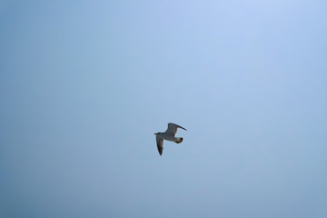 바다 갈매기