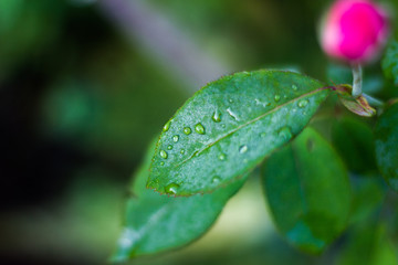 drops on leaf