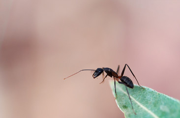 Ant on a leaf