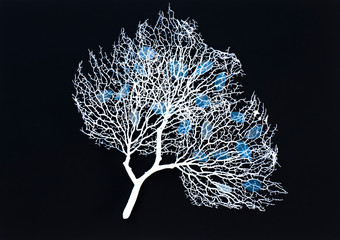 white tree with blue leaves on black