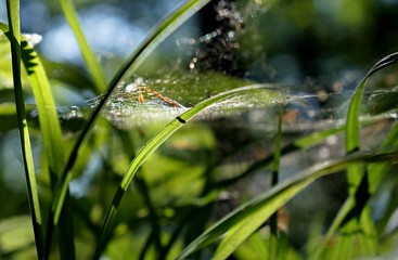 Gras, Spinnweben